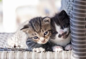 kucing