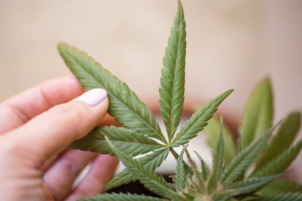 cannabis-5330972_1280