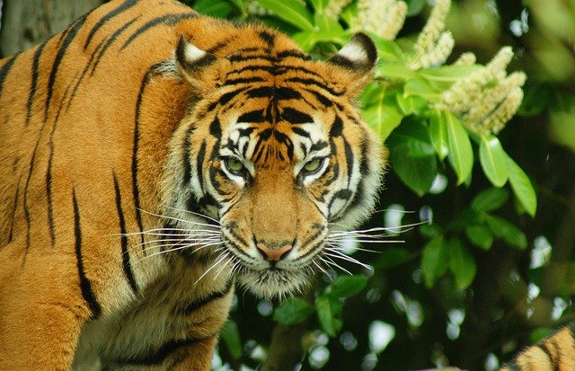 tiger-1690864_640
