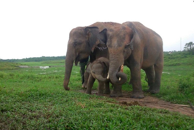 Taman-Nasional-Way-Kambas-sebagai-pusat-latihan-gajah