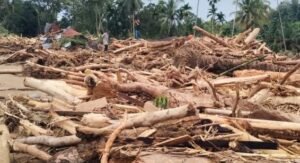 Kayu-Tapanuli_7-686108662