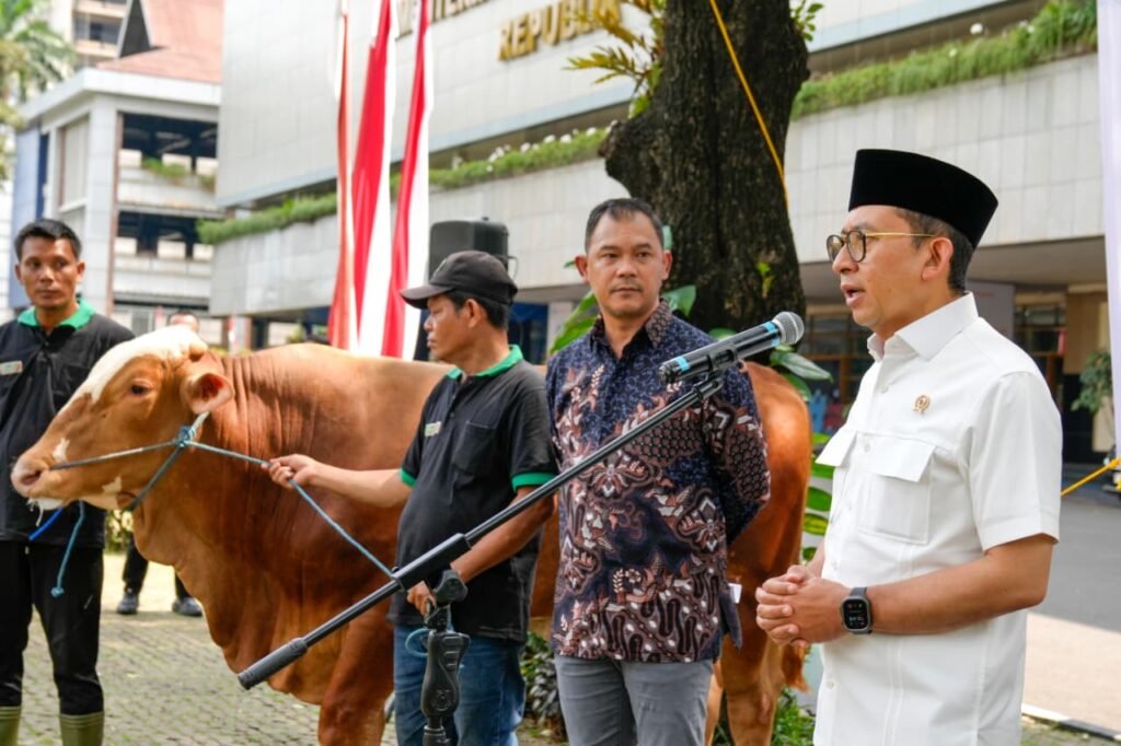 menbud-sapi-kurban