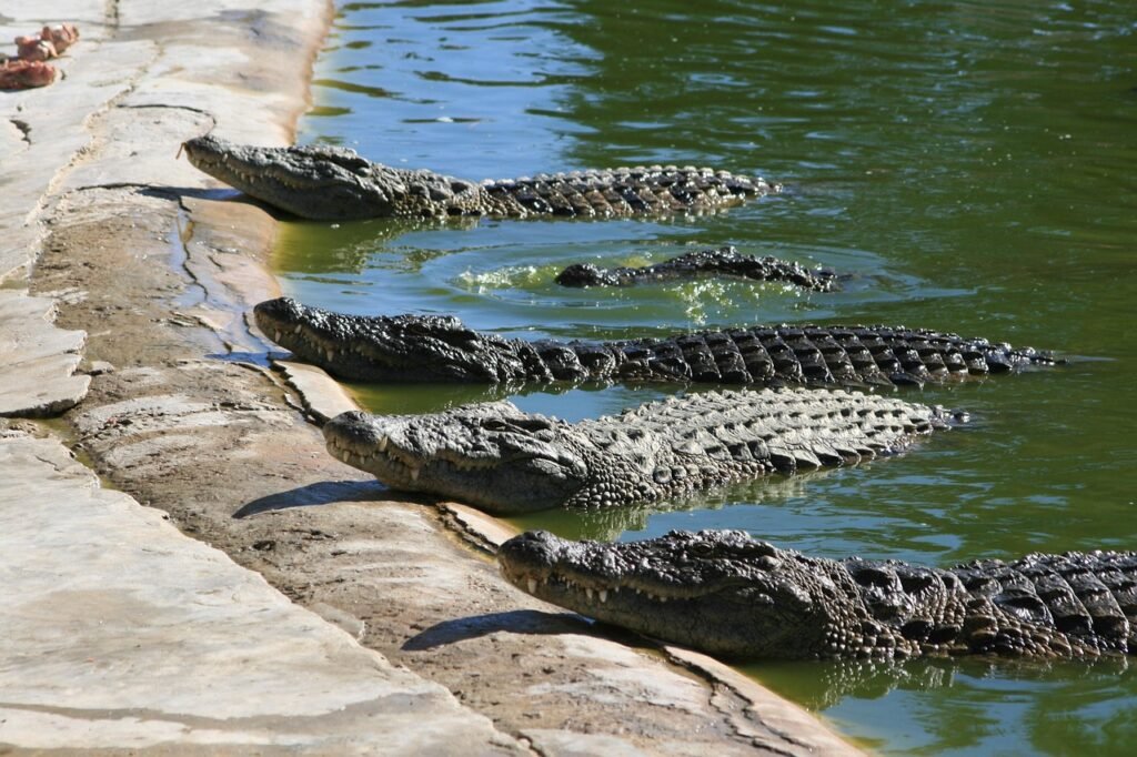 buaya-berjejer-pixa-crocodiles-3489784_1280