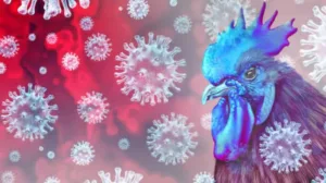 Ilustrasi-flu-burung