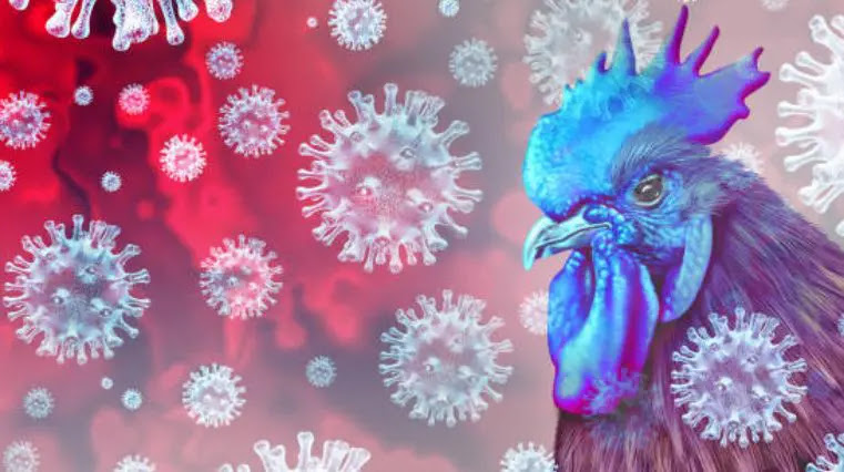Ilustrasi-flu-burung