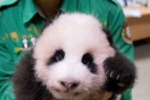 anak panda di korea