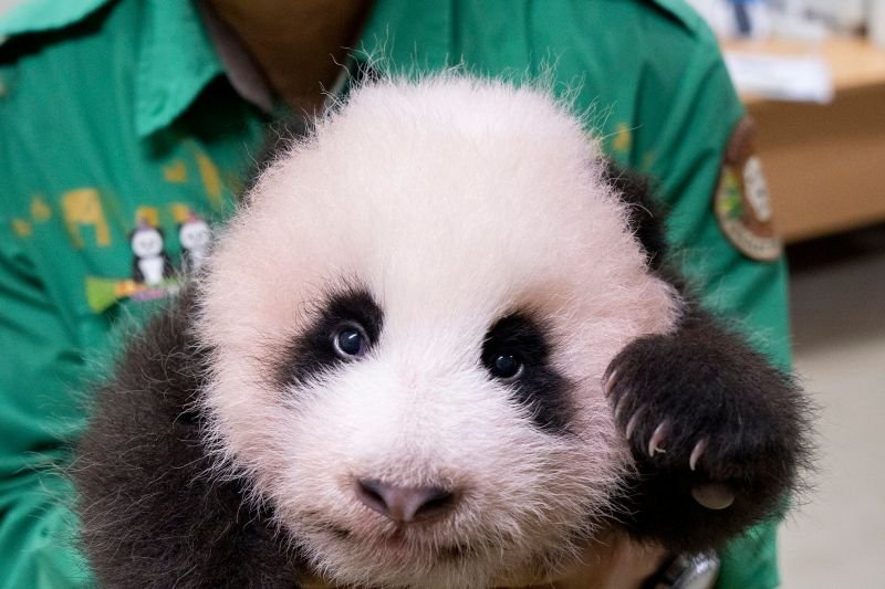 anak panda di korea