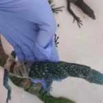 Petugas Gagalkan Penyelundupan 8 Biawak oleh WNA Korea Selatan di Bandara Soekarno-Hatta