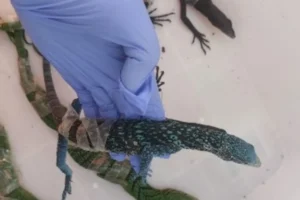 biawak aru selundupan