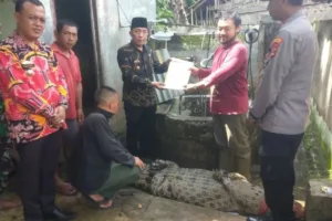 buaya-lampung