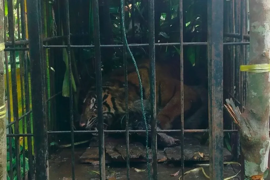 Satu individu harimau sumatra sedang berada di kandang jebak BKSDA Sumbar di Kampuang Tengek, Jorong Palimbatan, Nagari Pasia Laweh, Kecamatan Palupuh, Kabupaten Agam, Selasa (11/8/2026).