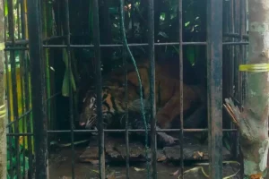 Satu individu harimau sumatra sedang berada di kandang jebak BKSDA Sumbar di Kampuang Tengek, Jorong Palimbatan, Nagari Pasia Laweh, Kecamatan Palupuh, Kabupaten Agam, Selasa (11/8/2026).