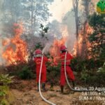 Kemenhut Sanksi 6 Perusahaan, Karhutla Berulang Hanguskan 1.511 Hektare di Kalimantan