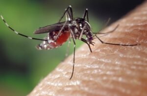 mosquito-nyamuk