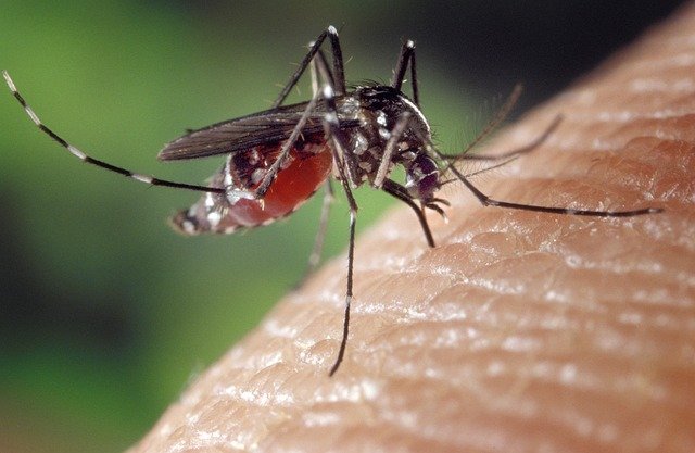 mosquito-nyamuk