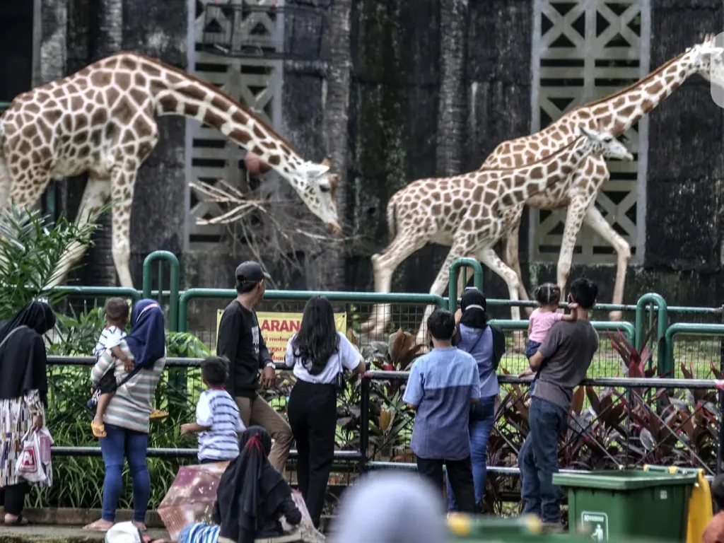 ragunan-liputan6