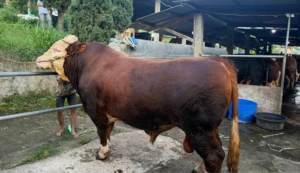 sapi-prabowo-bandung