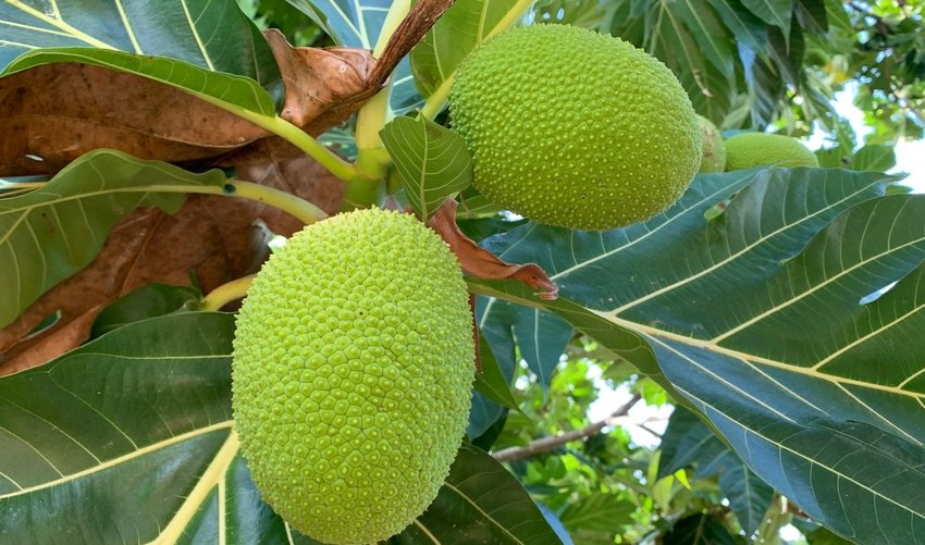 sukun-pixa