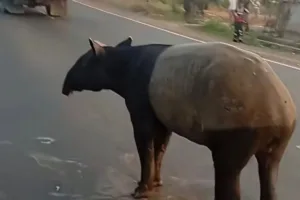 tapir-disembelih-lampung