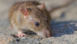 tikus-pes-freepik