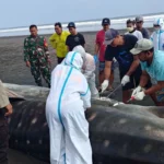 Hiu Paus 8 Meter Terdampar di Jembrana, Akhirnya Mati dan Dikubur di Pantai