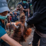 Orangutan Sempurna Mati di Kebun Sawit Ketapang Akibat Terpapar Asap