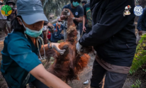 orangutan mati asap