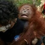 Api Karhutla Tanjung Puting Hanya 600 Meter dari Feeding Camp Orang Utan, Relawan Membangun Sekat Bakar untuk Perlindungan Darurat