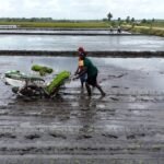 8 Komoditas Pangan Diklaim Sudah Swasembada, Apa Saja?