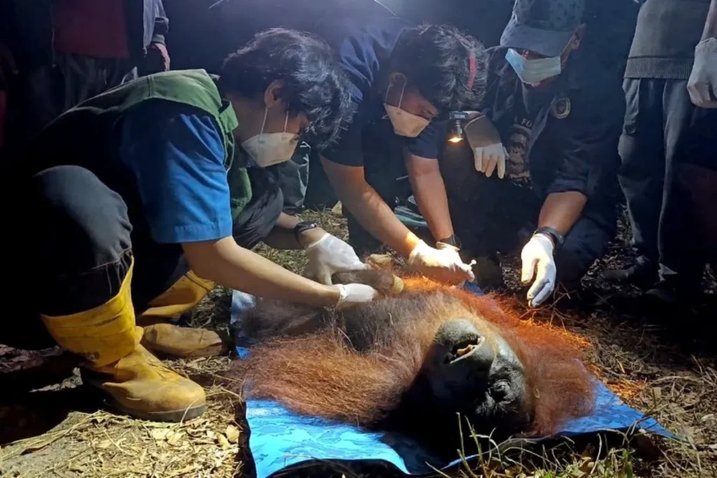 orang utan kotim