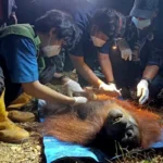 Orangutan Betina Terjebak di Bekas Karhutla Kotim, Dievakuasi Malam Hari