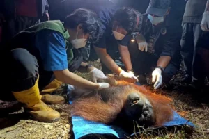 orang utan kotim