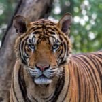 Turis Tewas Diserang Harimau di Inggris usai Masuk ke dalam Kandang