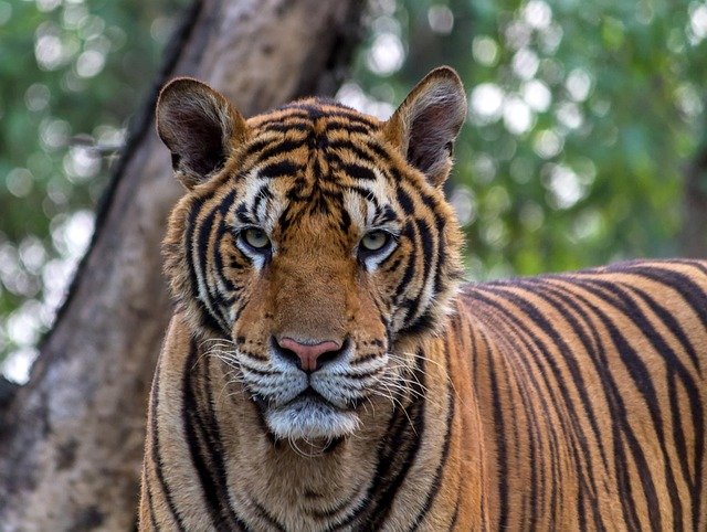 tiger-pixabay